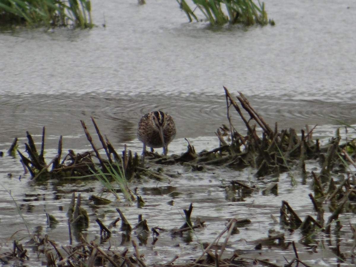 Wilson's Snipe - ML643397094