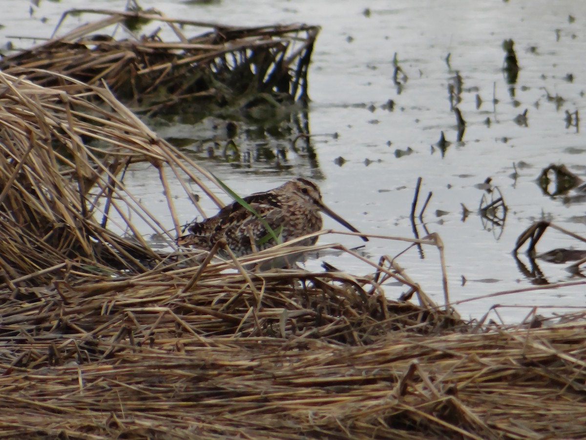 Wilson's Snipe - ML643397096