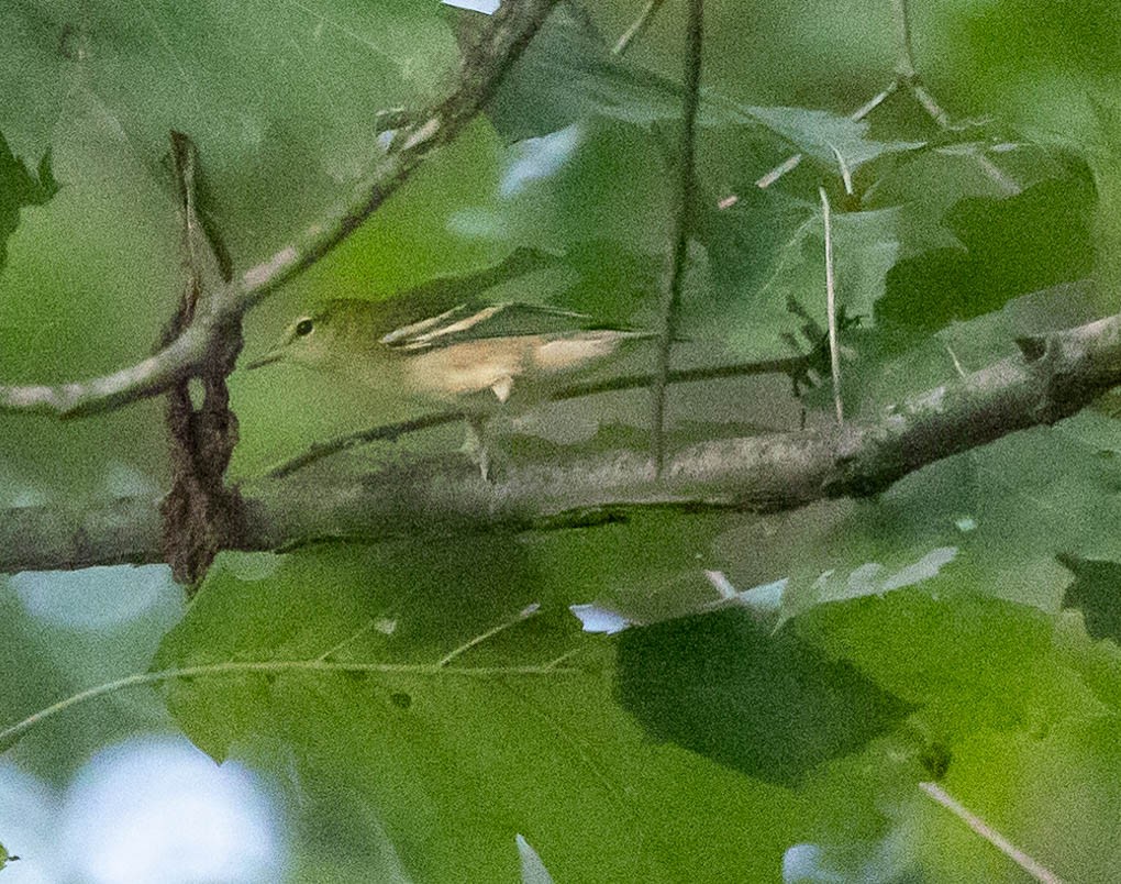 Bay-breasted Warbler - ML643397097