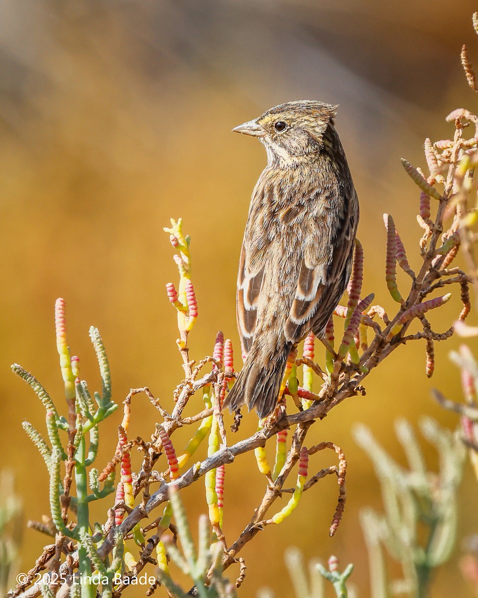 Savannah Sparrow - ML643397099