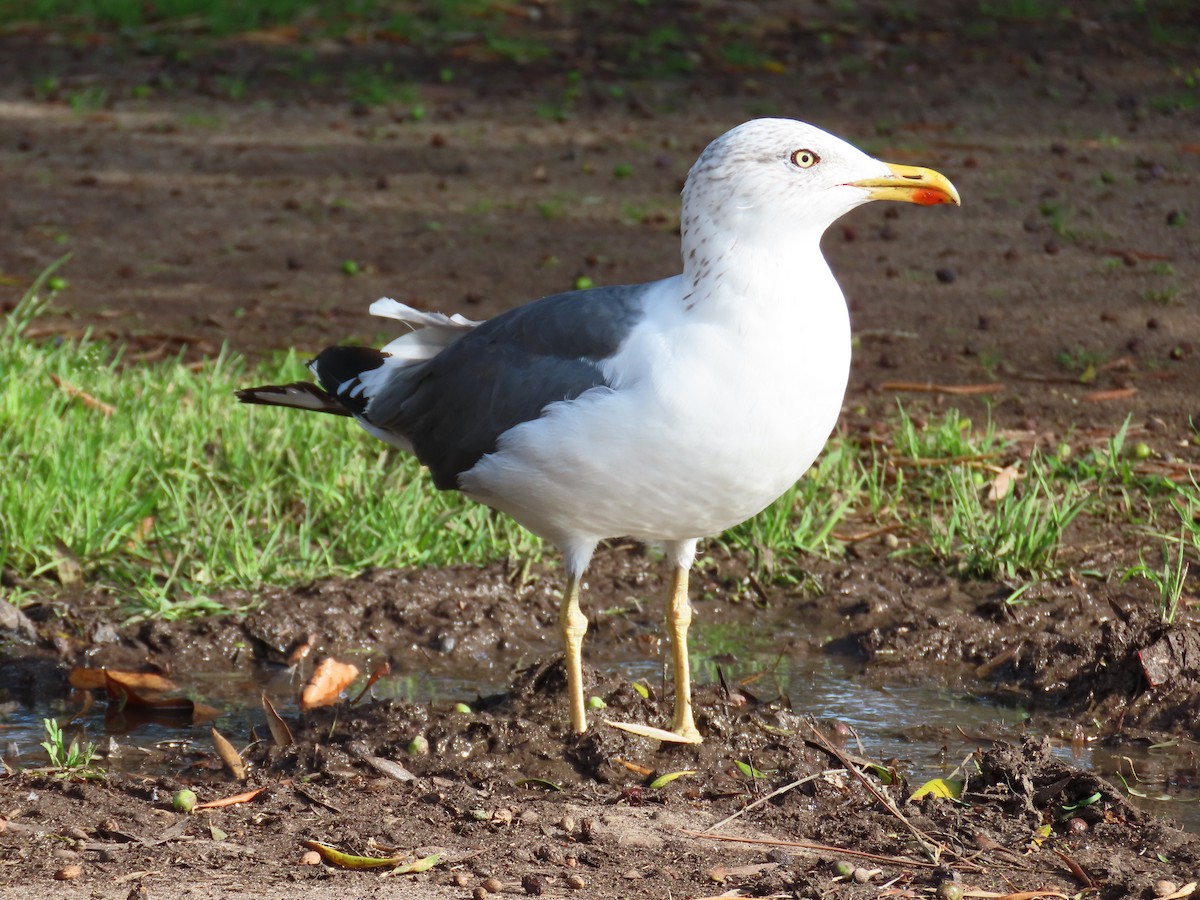 Lesser Black-backed Gull - ML643397100