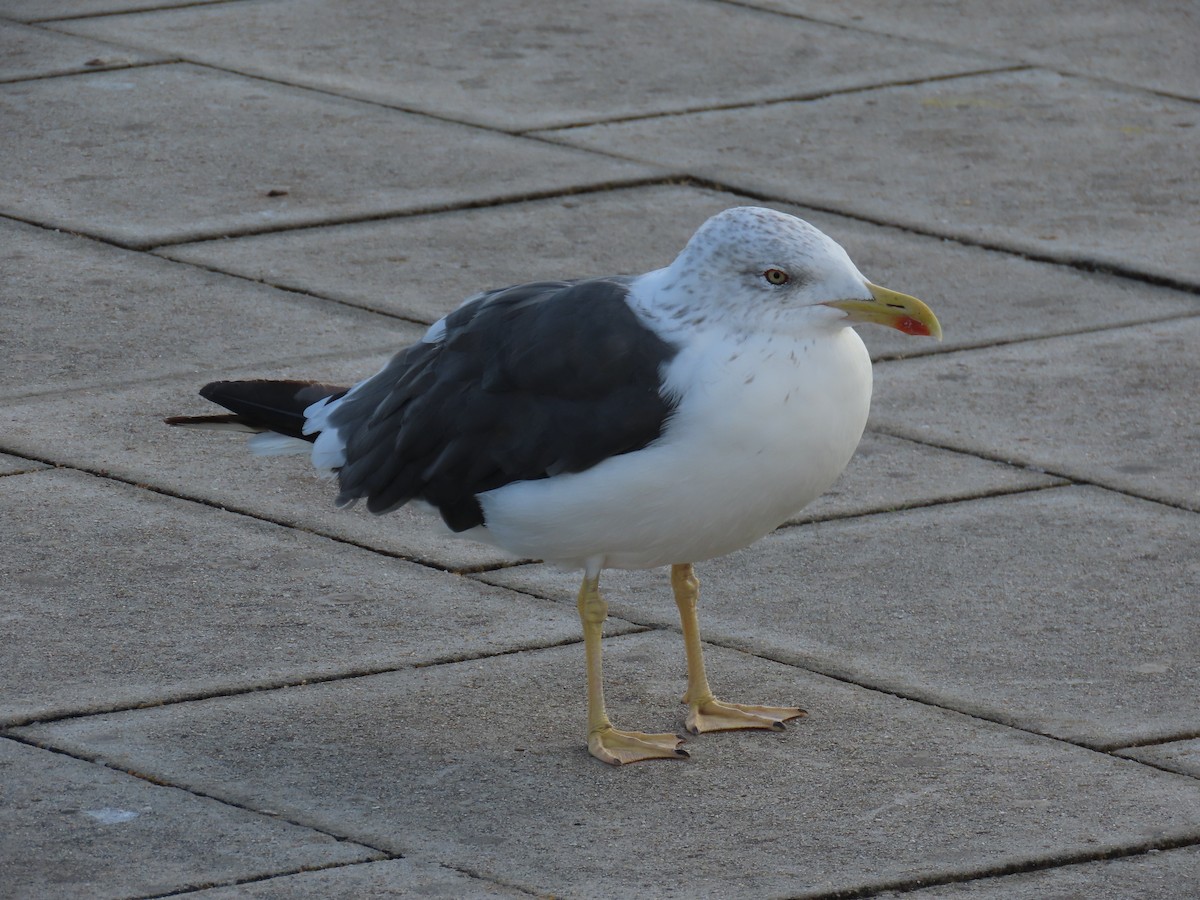 Lesser Black-backed Gull - ML643397101