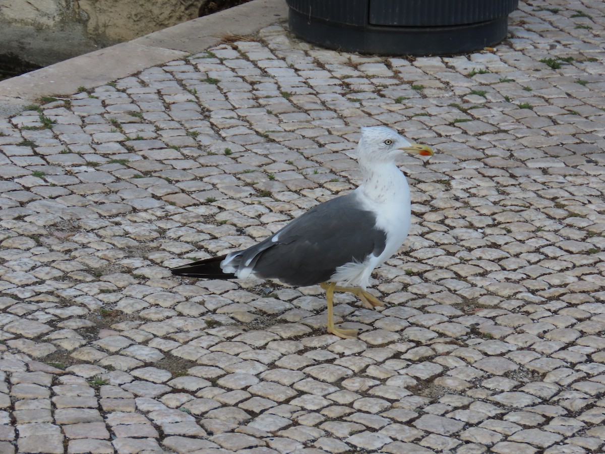 Lesser Black-backed Gull - ML643397103