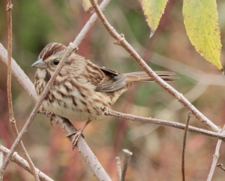 Song Sparrow - ML643397109