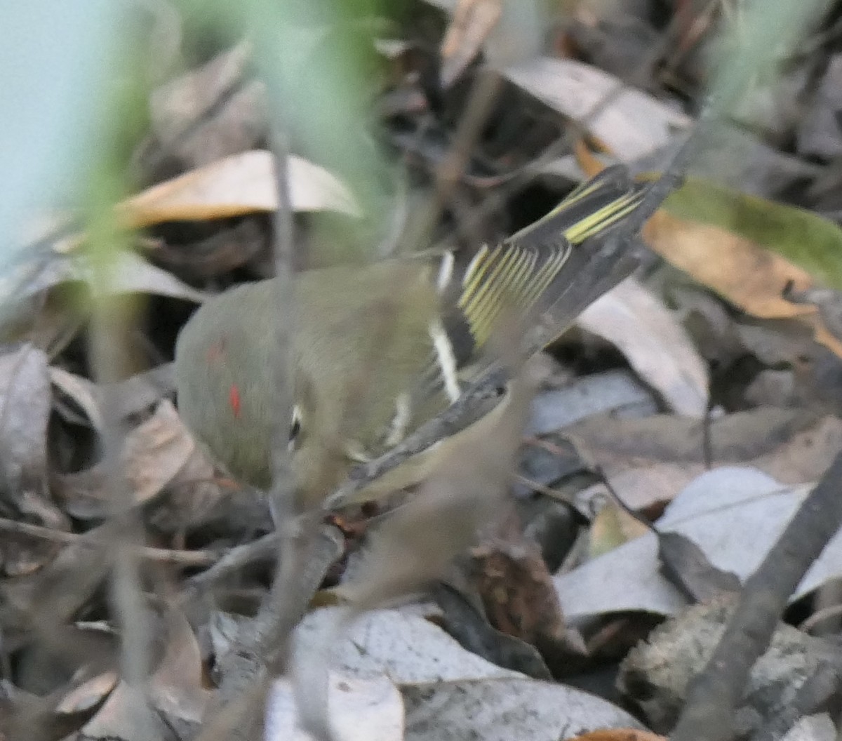 Ruby-crowned Kinglet - ML643397110