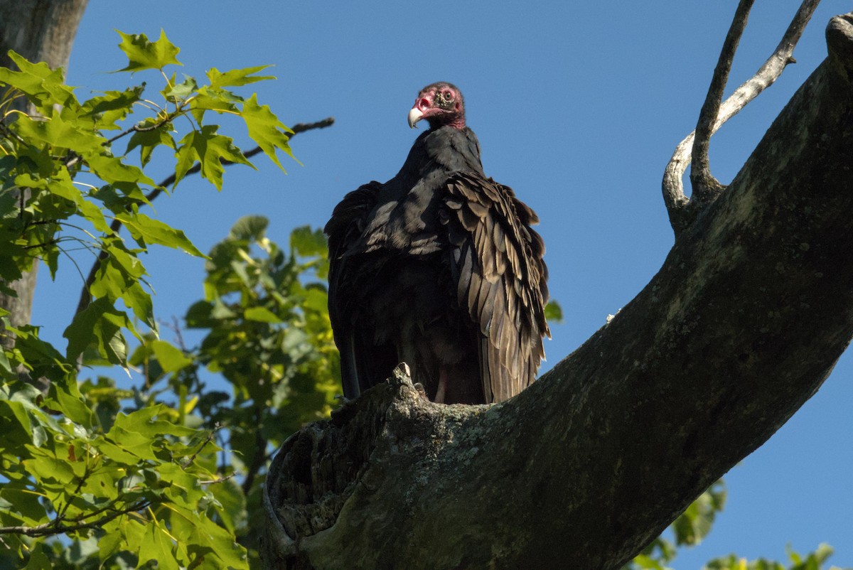 Turkey Vulture - ML643397111