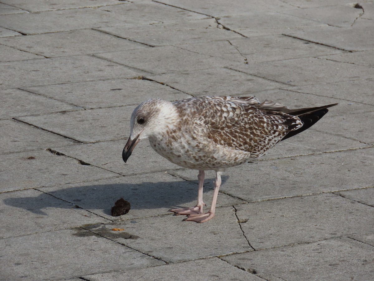Yellow-legged/Lesser Black-backed Gull - ML643397113