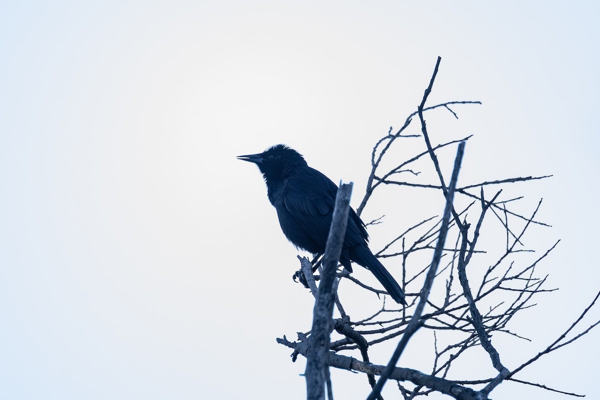 Austral Blackbird - ML643397122