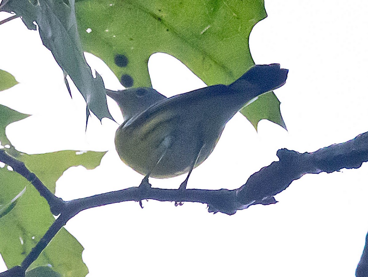 Magnolia Warbler - ML643397124