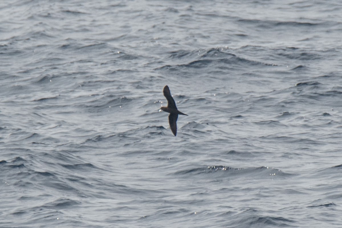 Bulwer's Petrel - ML643397125