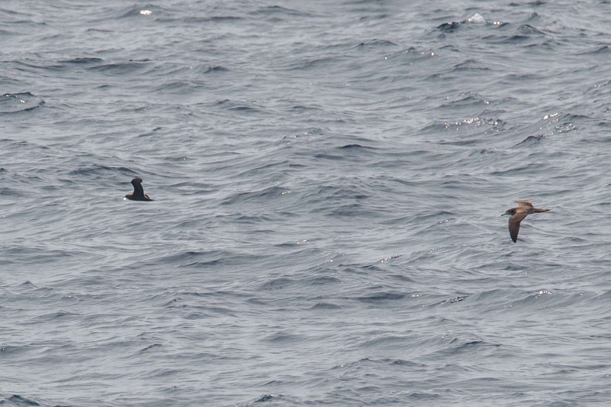Bulwer's Petrel - ML643397128