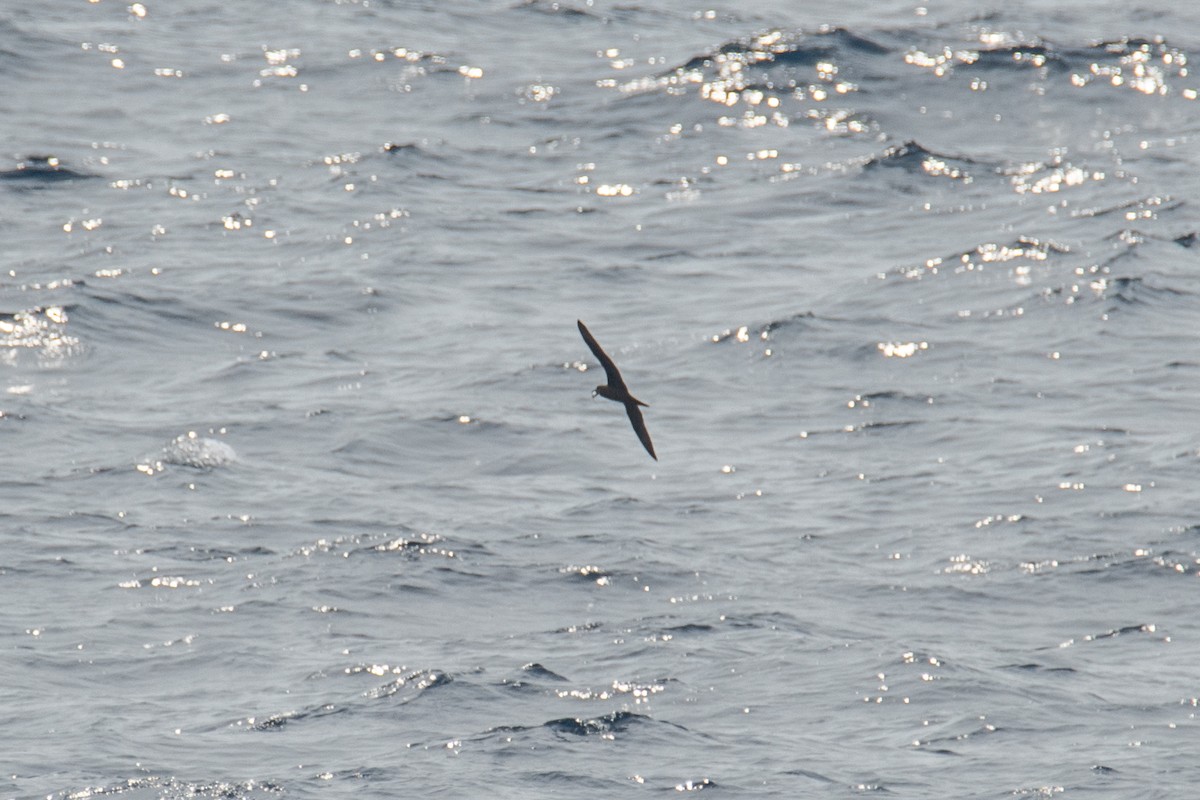 Bulwer's Petrel - ML643397129