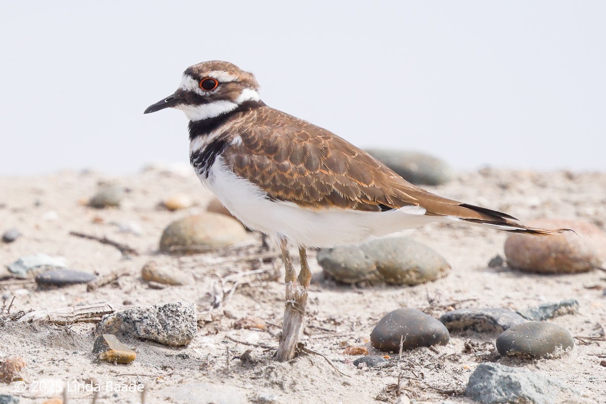 kulík rezavoocasý - ML643397131