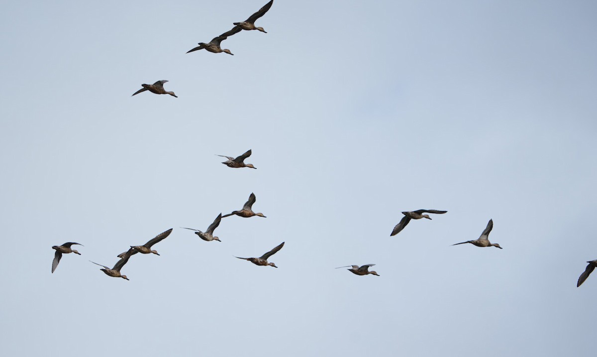 Northern Pintail - ML643397132