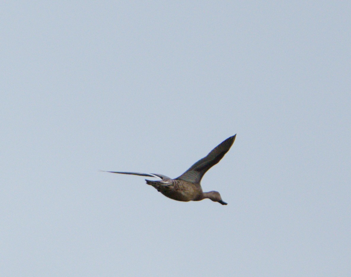 Northern Pintail - ML643397133