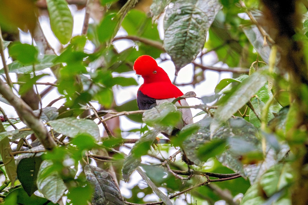 Andean Cock-of-the-rock - ML643397134