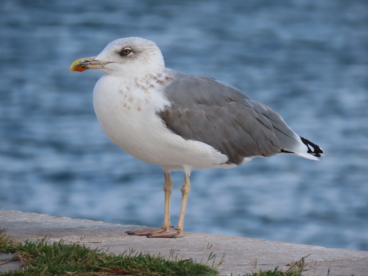 Yellow-legged/Lesser Black-backed Gull - ML643397146