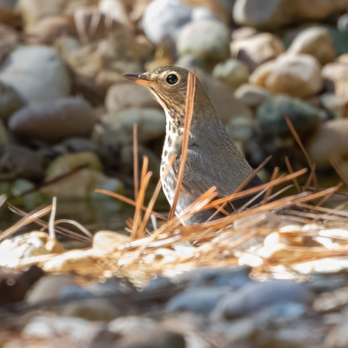 Swainson's Thrush - ML643397148