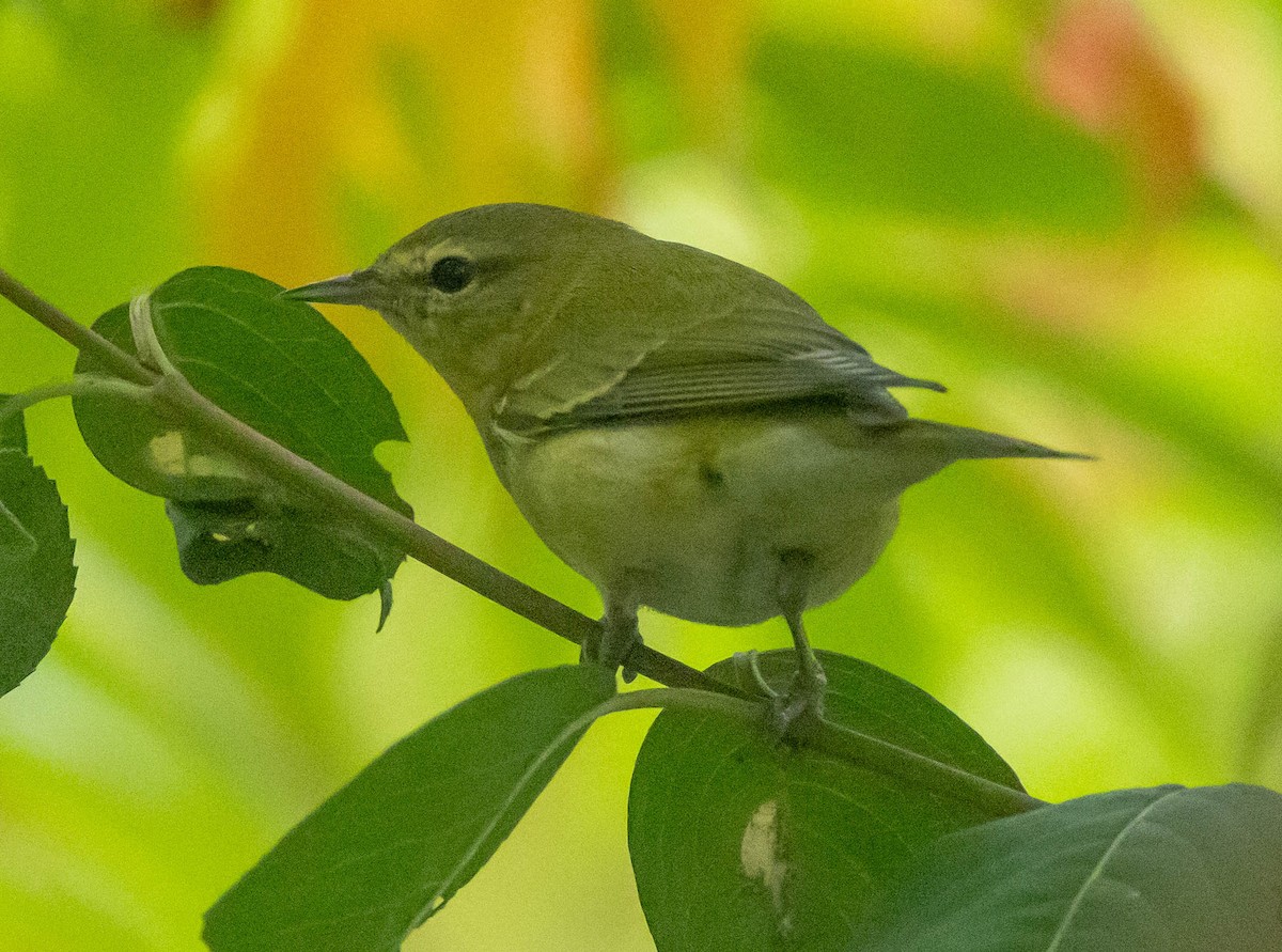 Tennessee Warbler - ML643397150