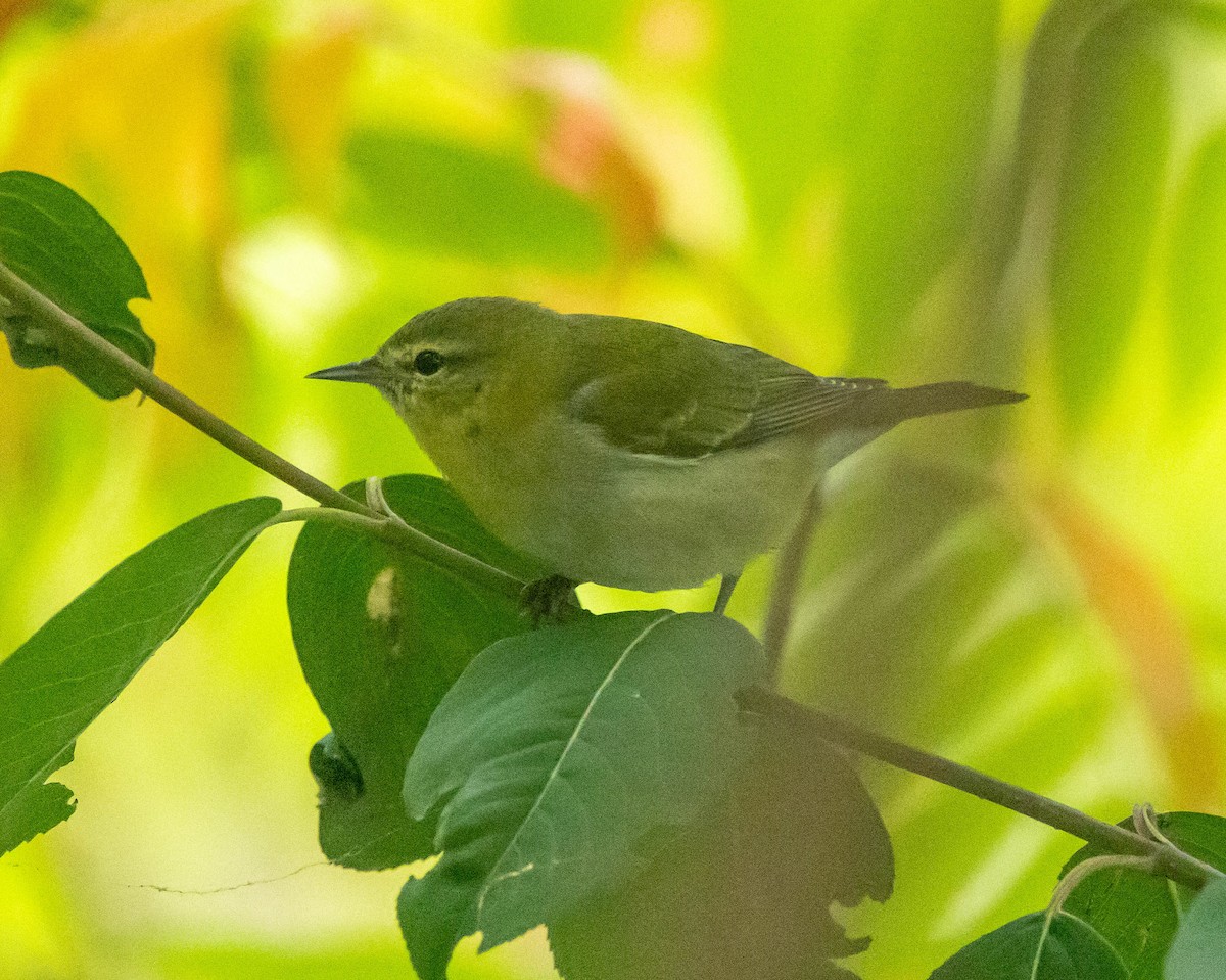 Tennessee Warbler - ML643397151