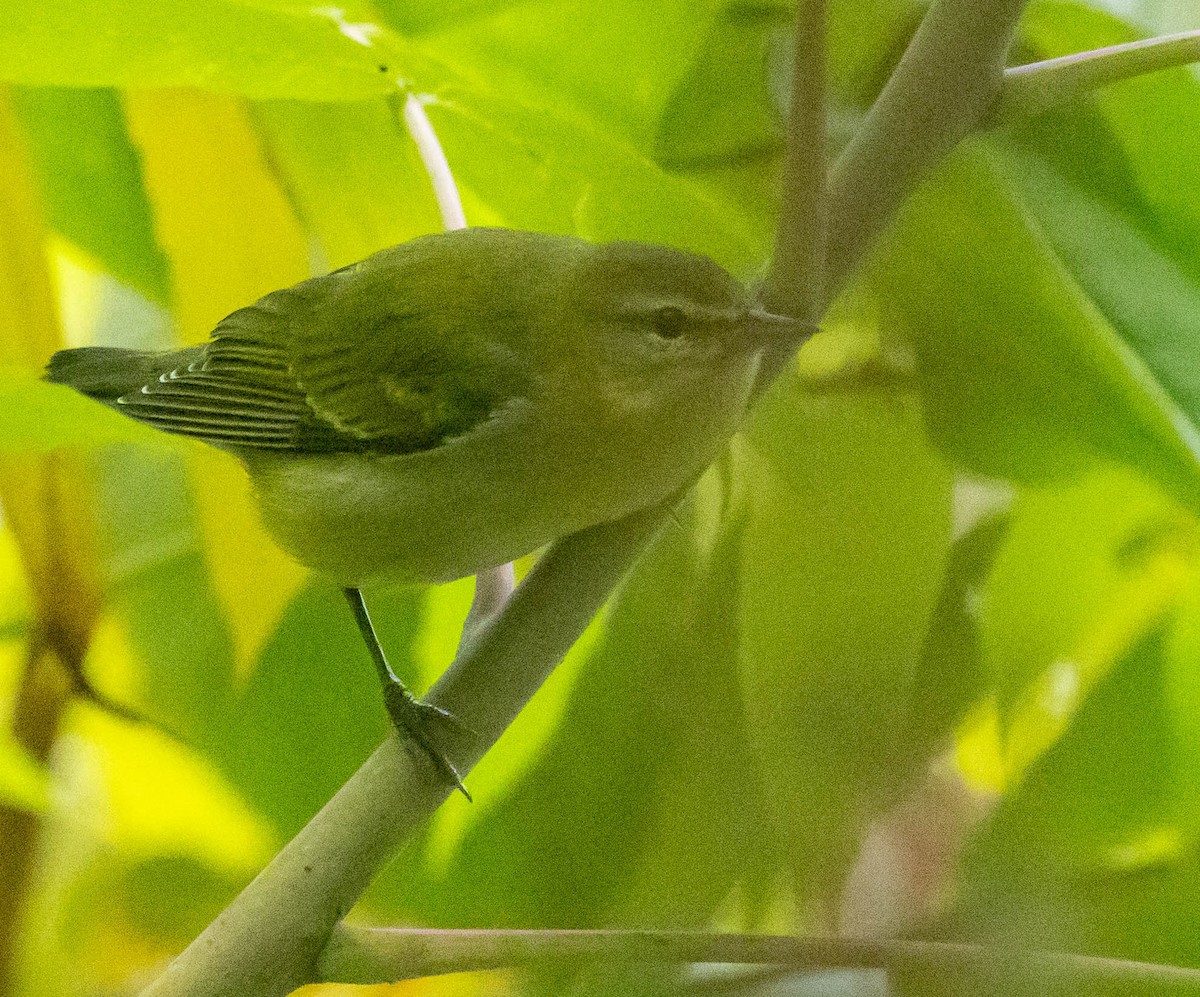 Tennessee Warbler - ML643397152