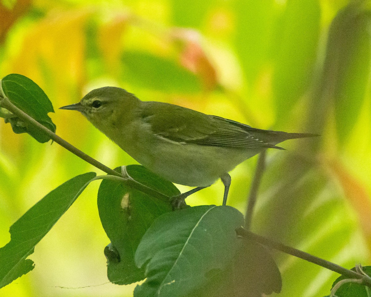 Tennessee Warbler - ML643397153