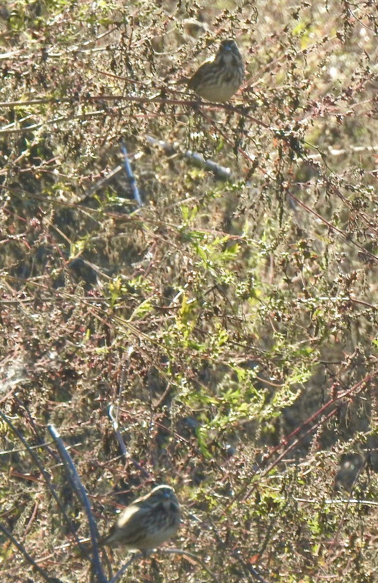 Song Sparrow - ML643397155