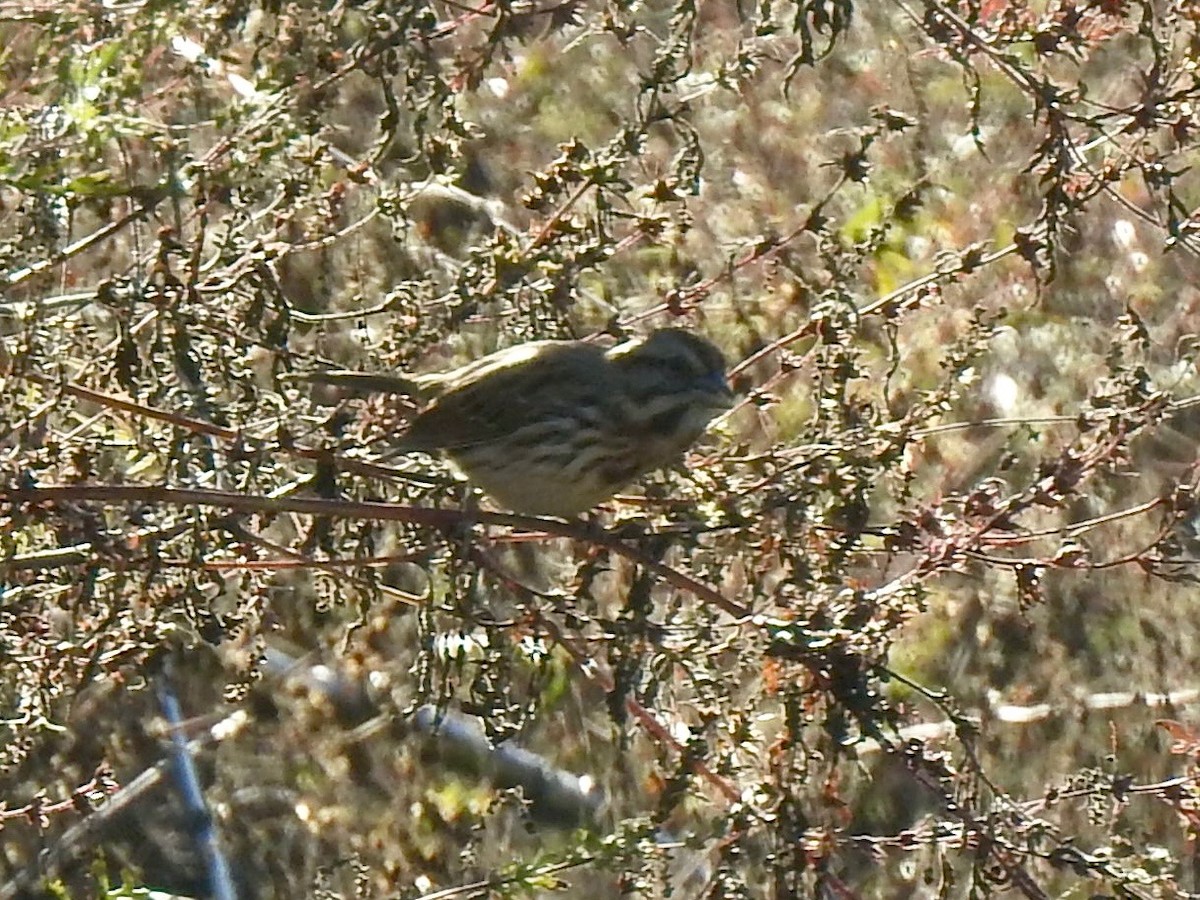 Song Sparrow - ML643397156