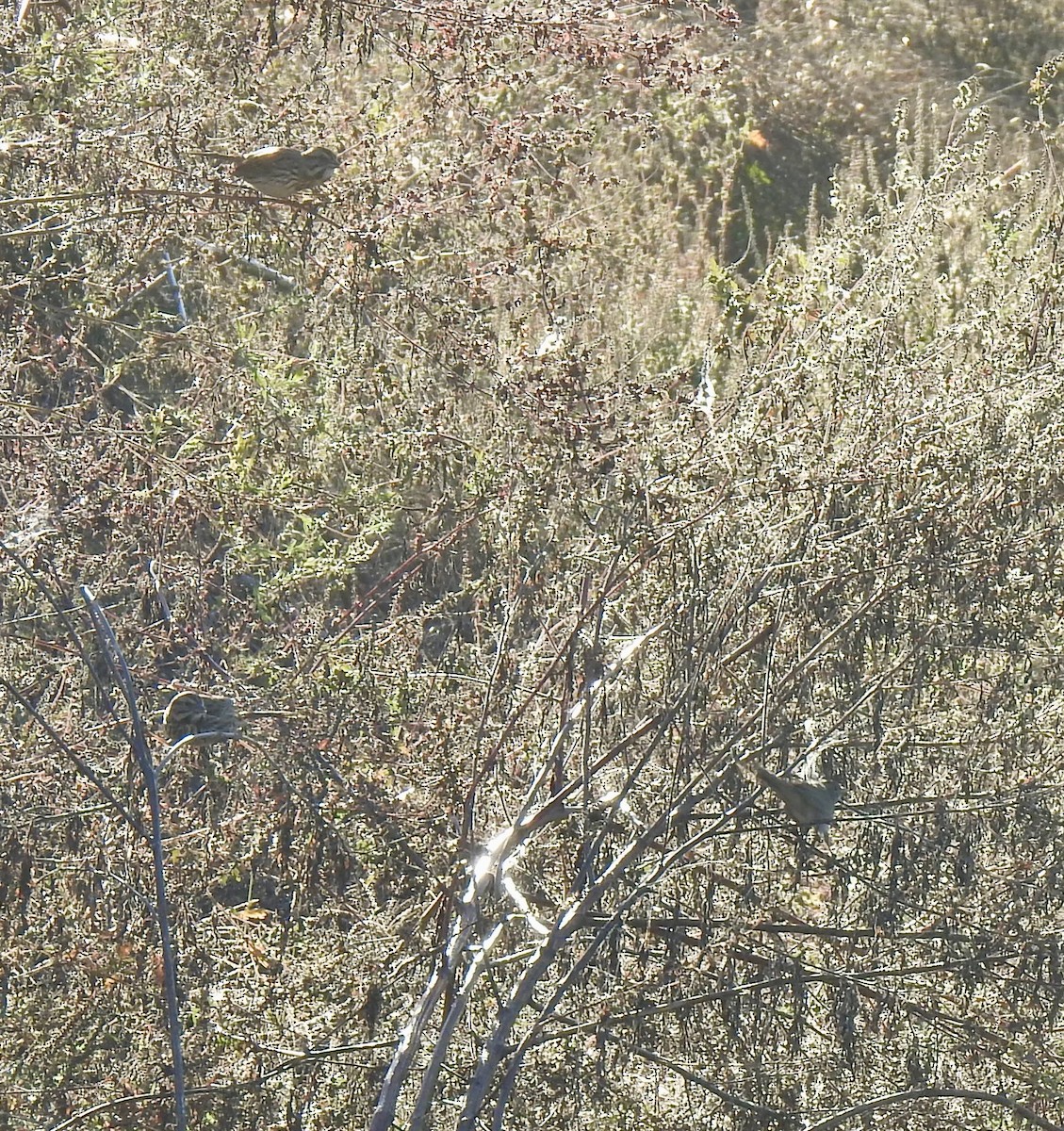 Song Sparrow - ML643397157