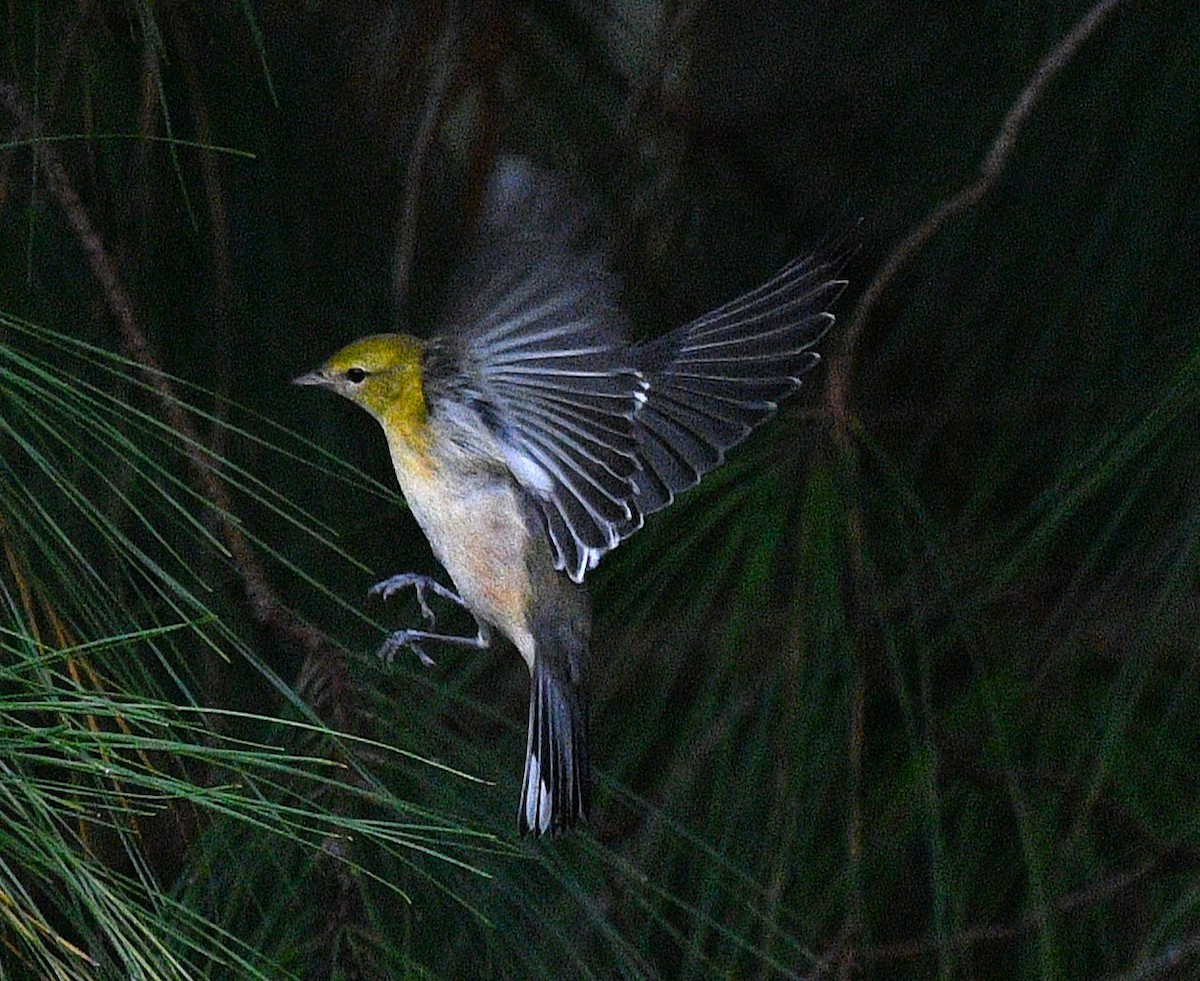 Bay-breasted Warbler - ML643397171