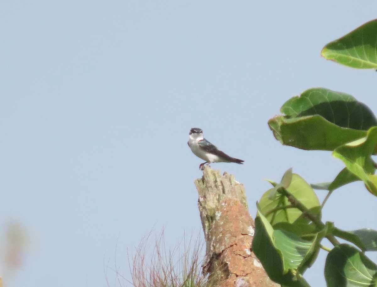 Mangrove Swallow - ML643397199