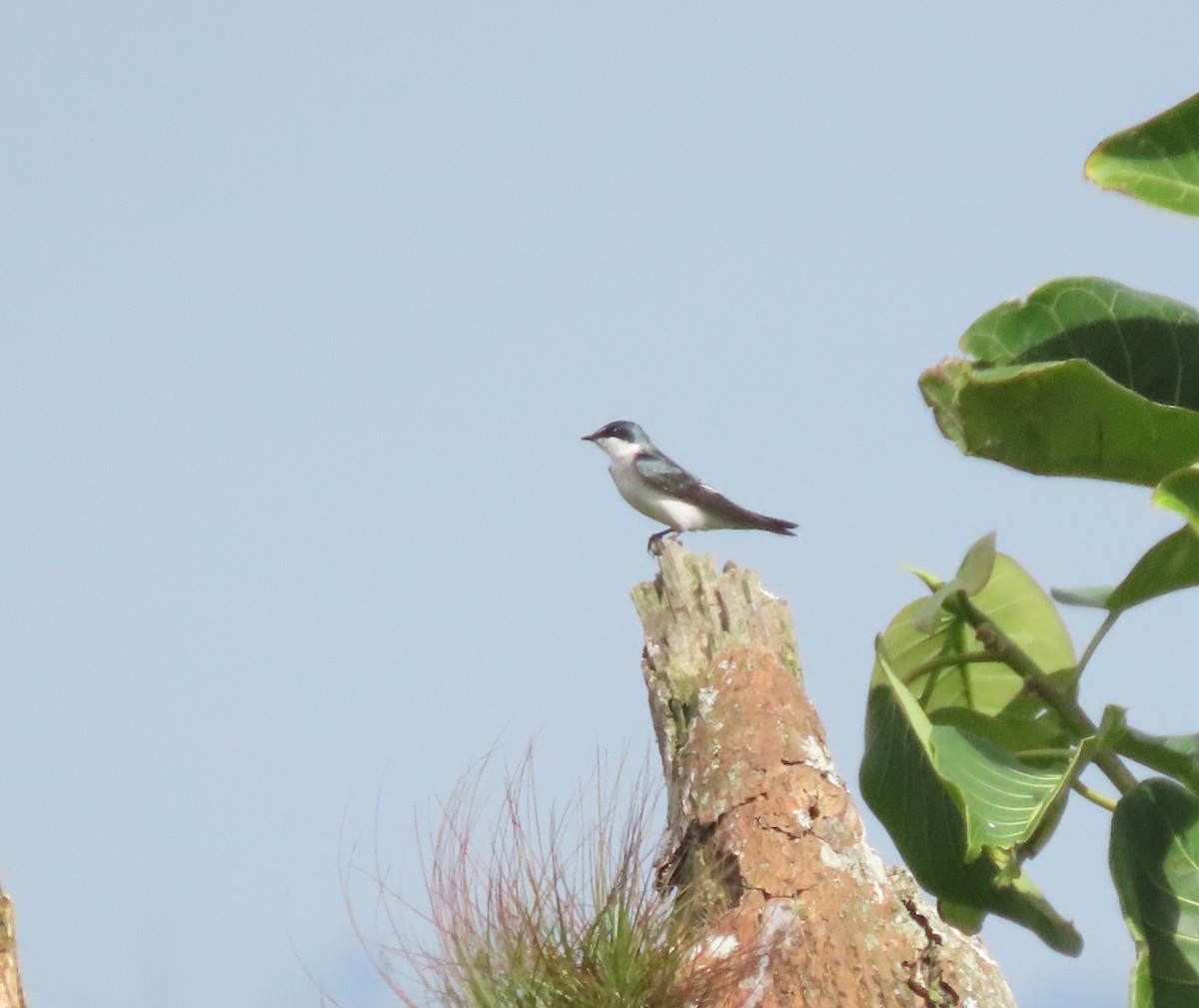 Mangrove Swallow - ML643397200