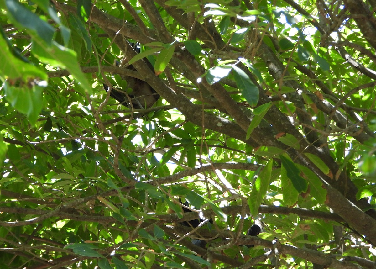 Rufous-vented Chachalaca - ML643397207
