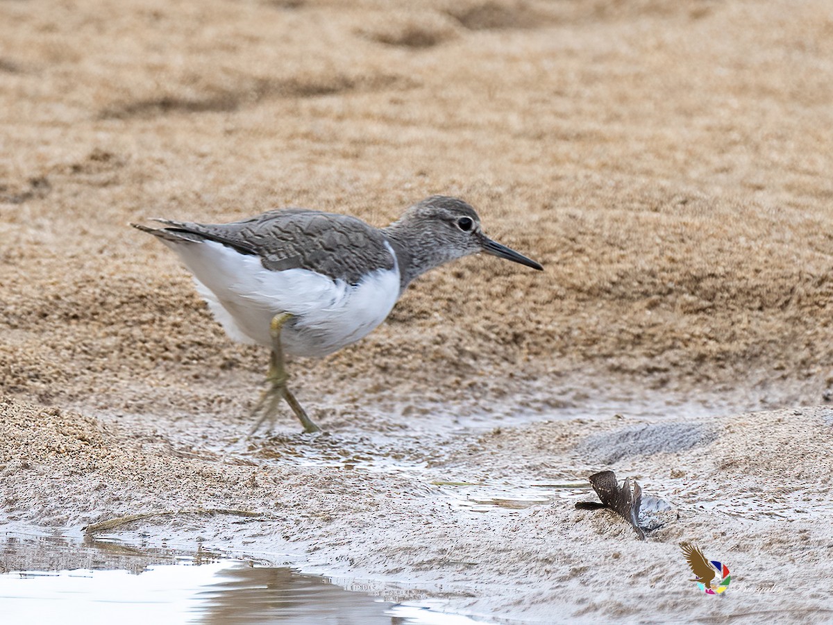 Common Sandpiper - ML643397208