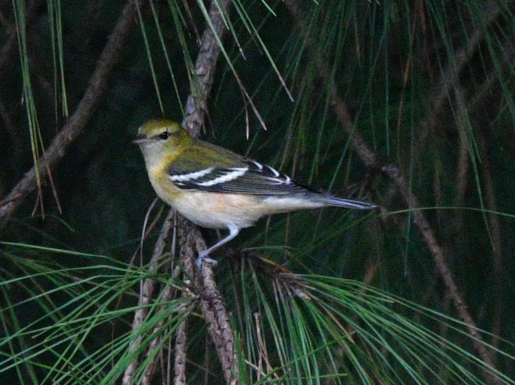 Bay-breasted Warbler - ML643397213