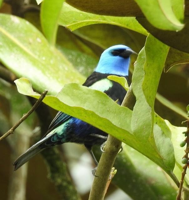 Blue-necked Tanager - ML643397215