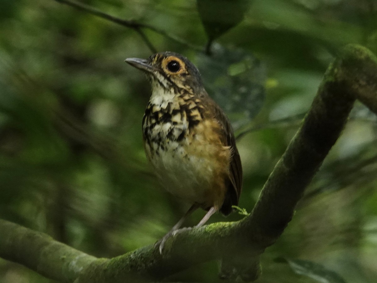 Spotted Antpitta - ML643397232