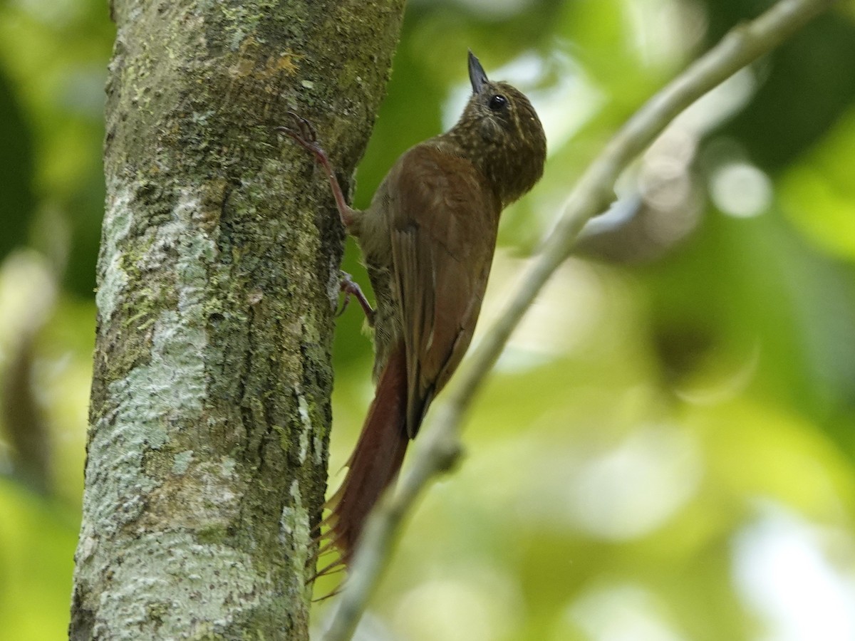 Wedge-billed Woodcreeper - ML643397242