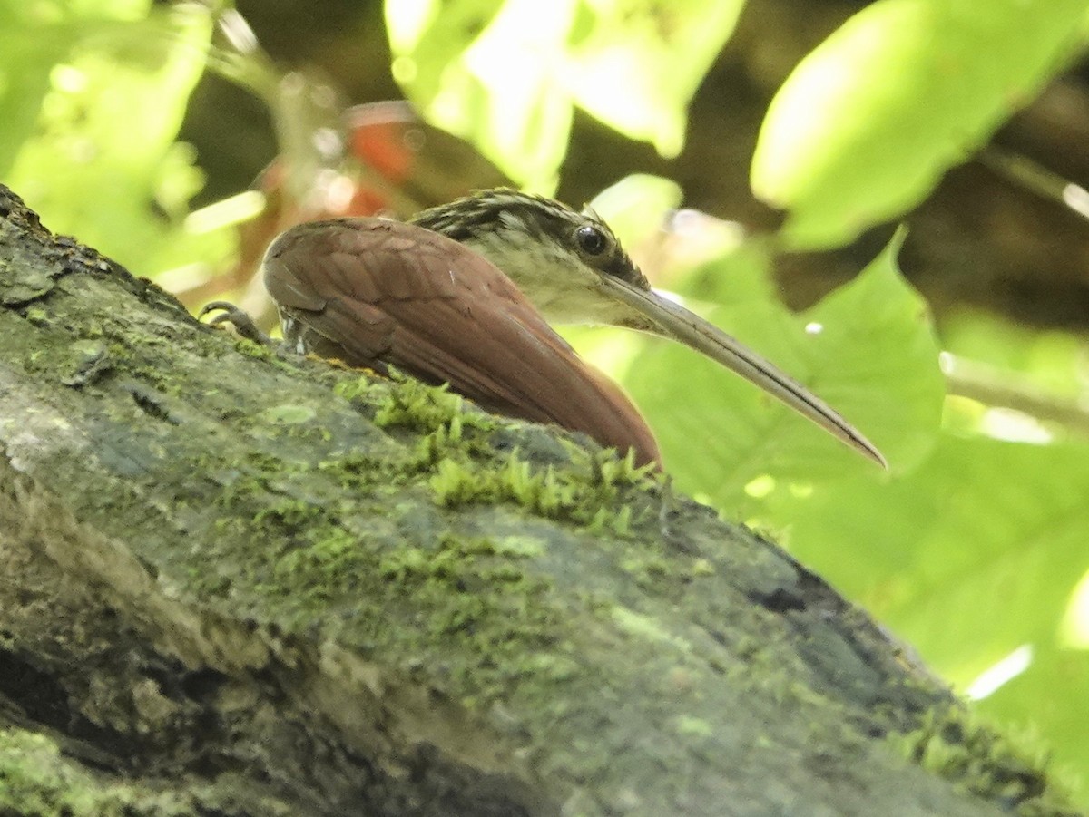 Long-billed Woodcreeper - ML643397254