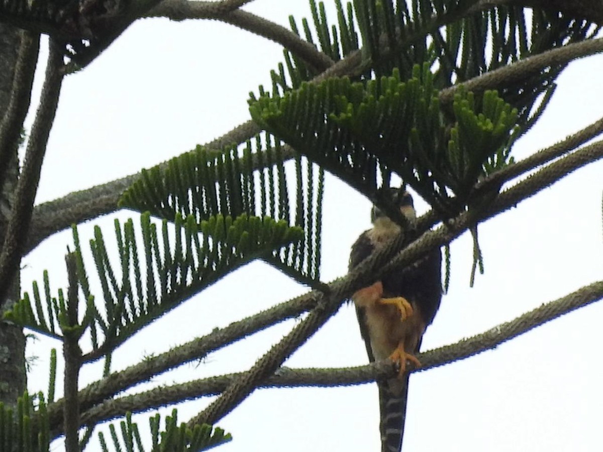 Aplomado Falcon - ML643397255