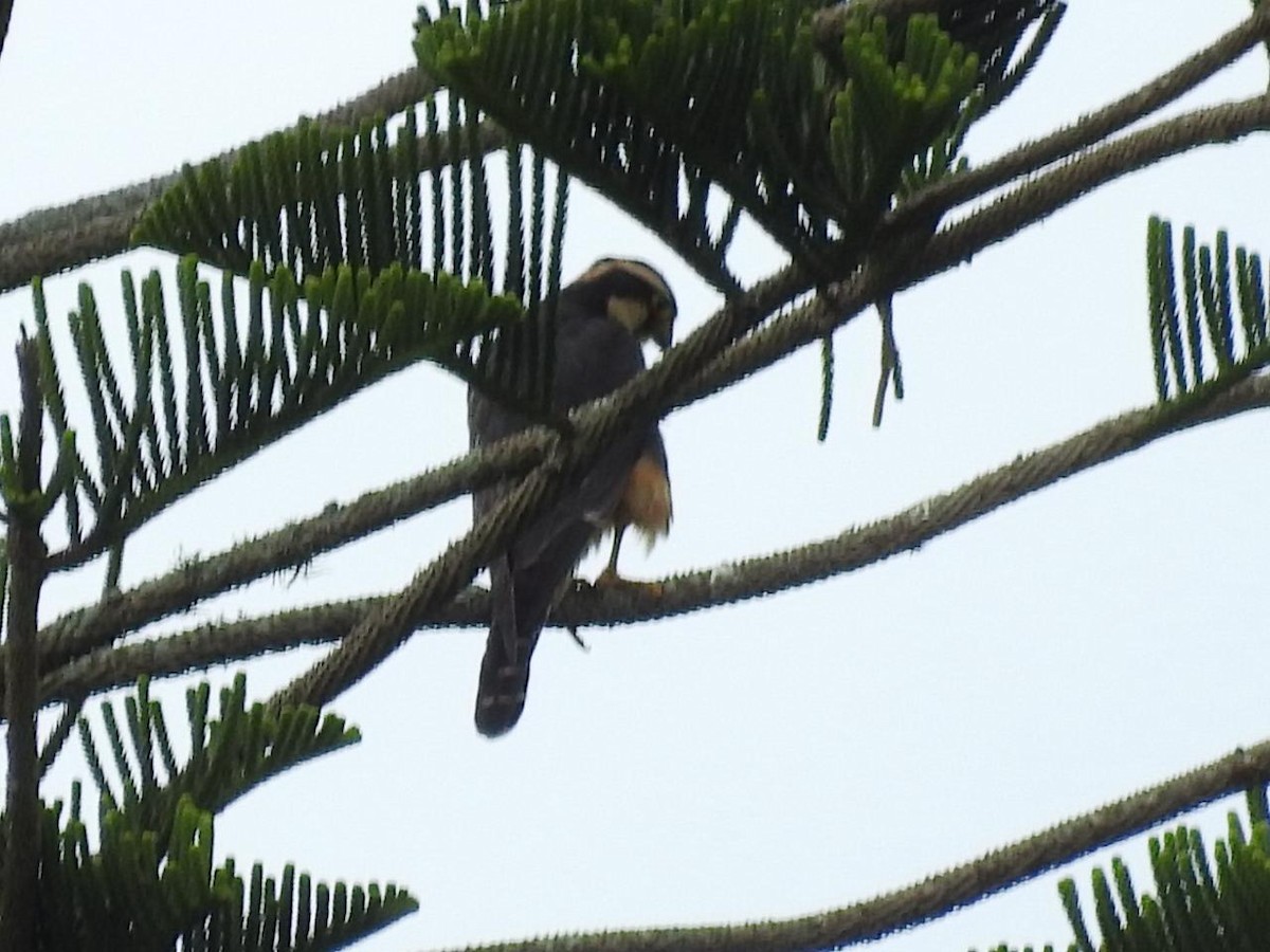 Aplomado Falcon - ML643397256