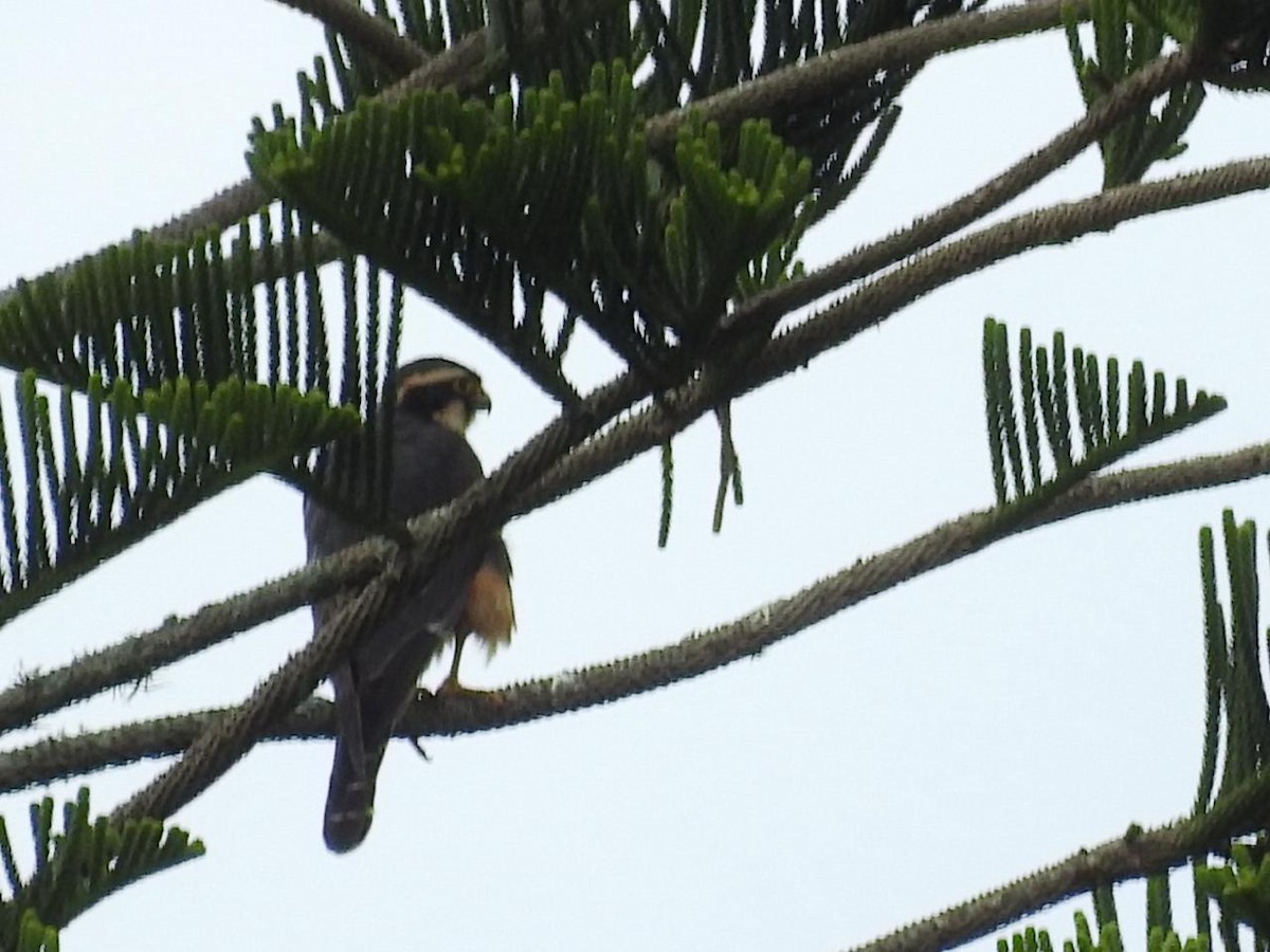 Aplomado Falcon - ML643397257