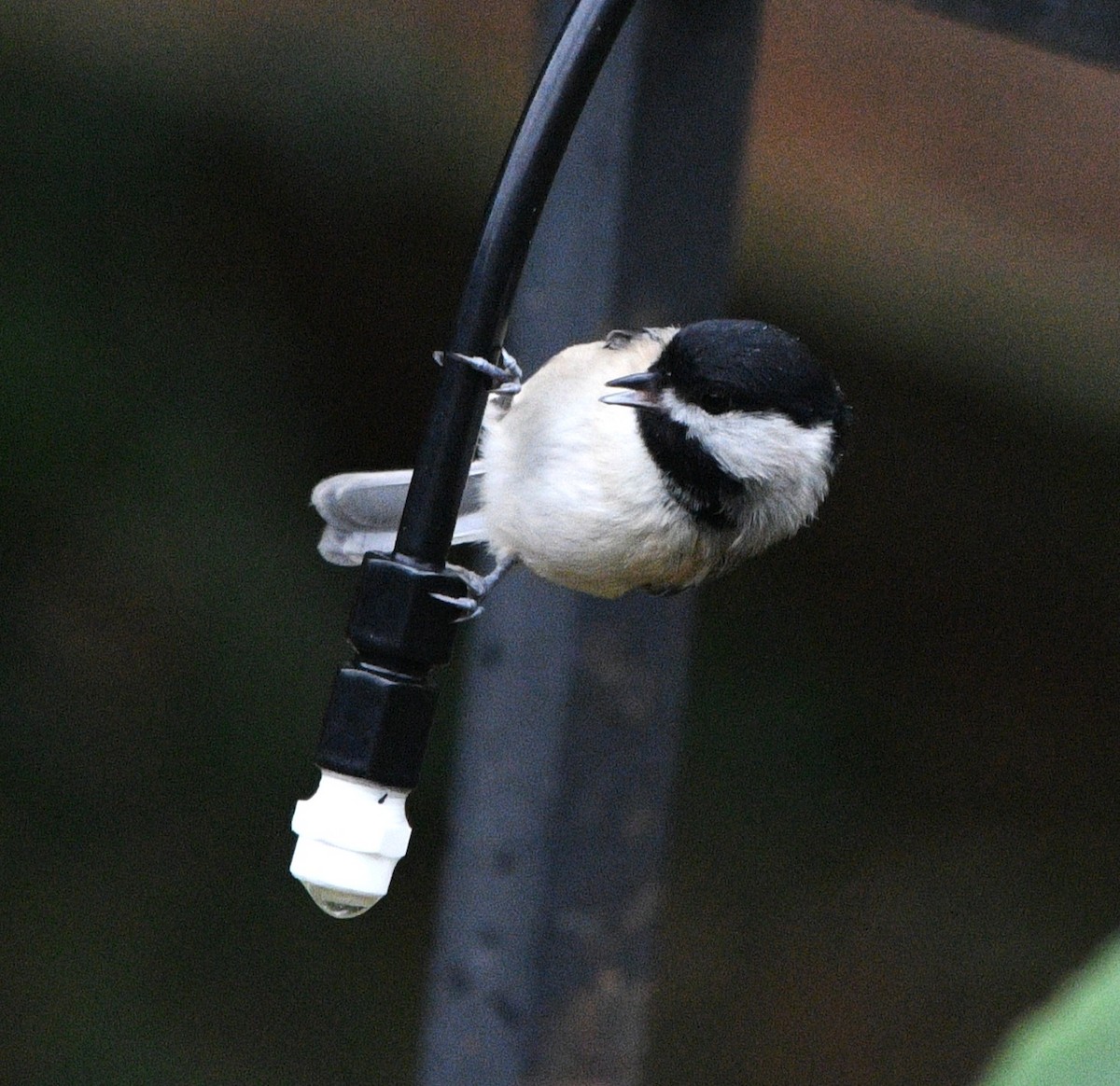 Carolina Chickadee - ML643397259