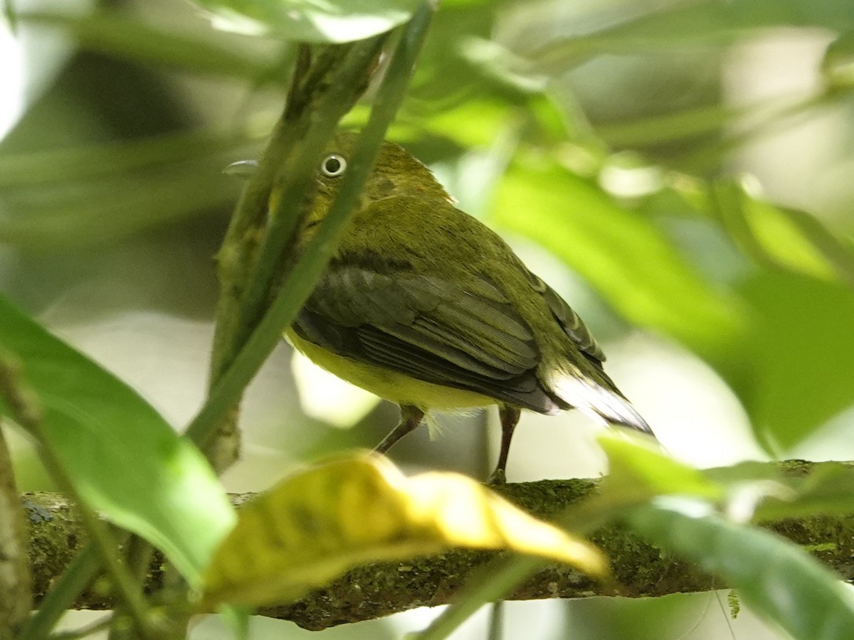 Wire-tailed Manakin - ML643397261
