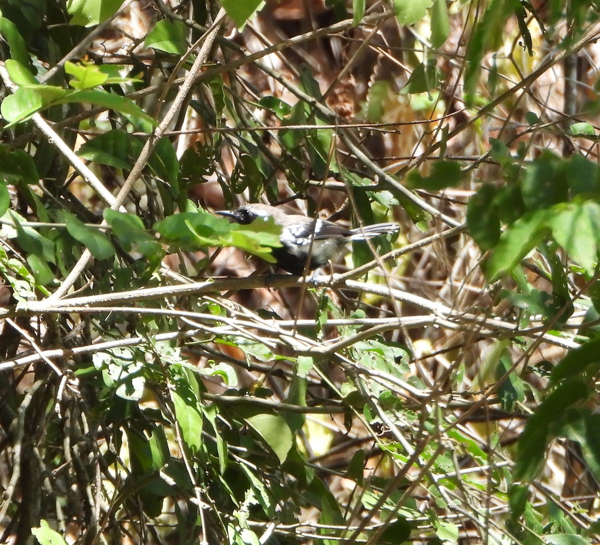 Northern White-fringed Antwren - ML643397276