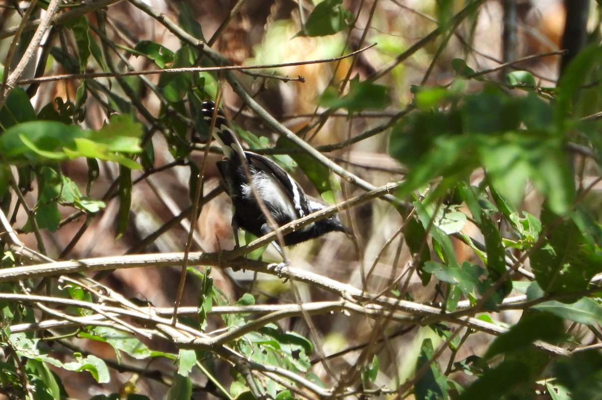 Northern White-fringed Antwren - ML643397279
