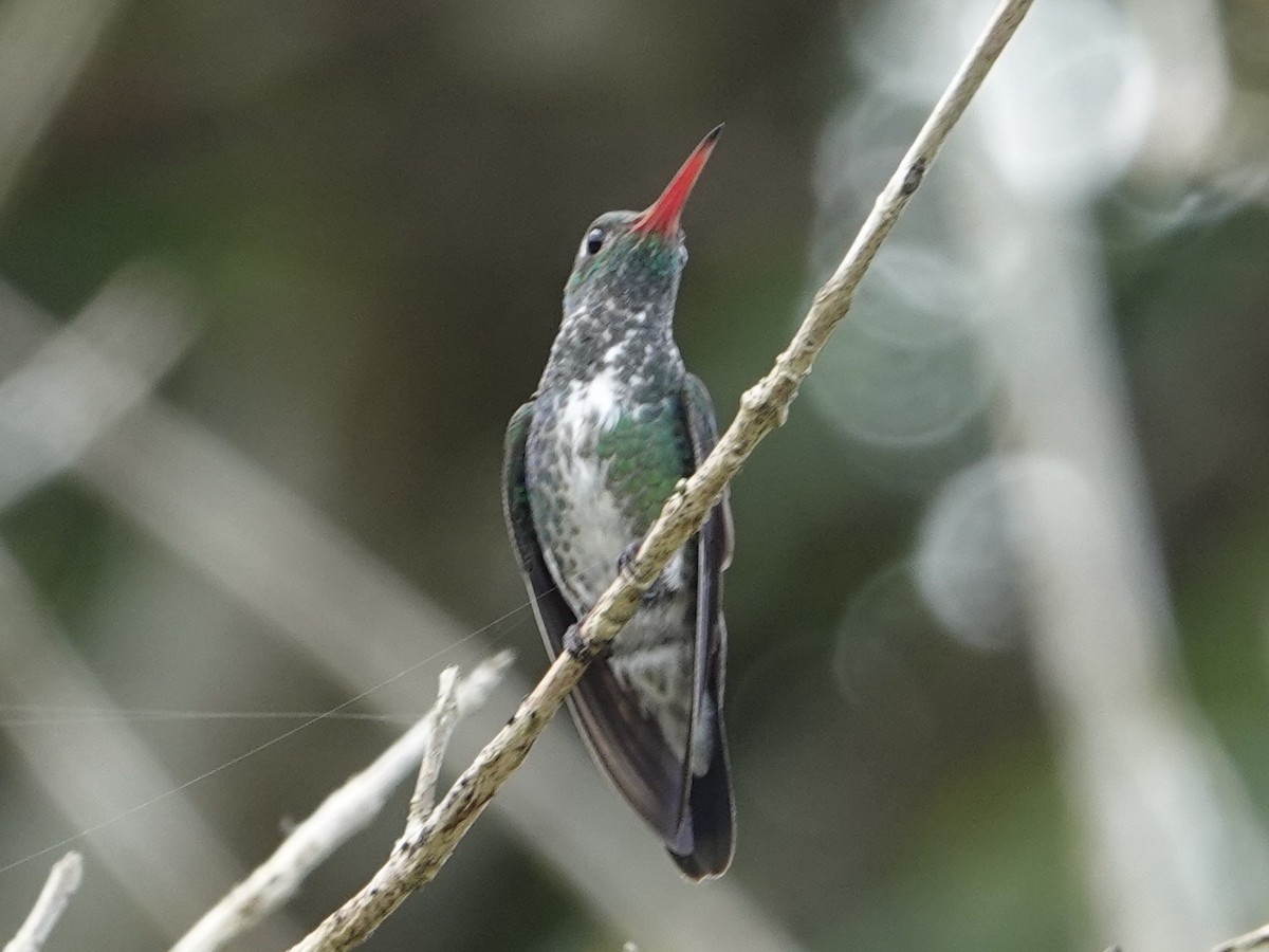 Glittering-throated Emerald - ML643397290