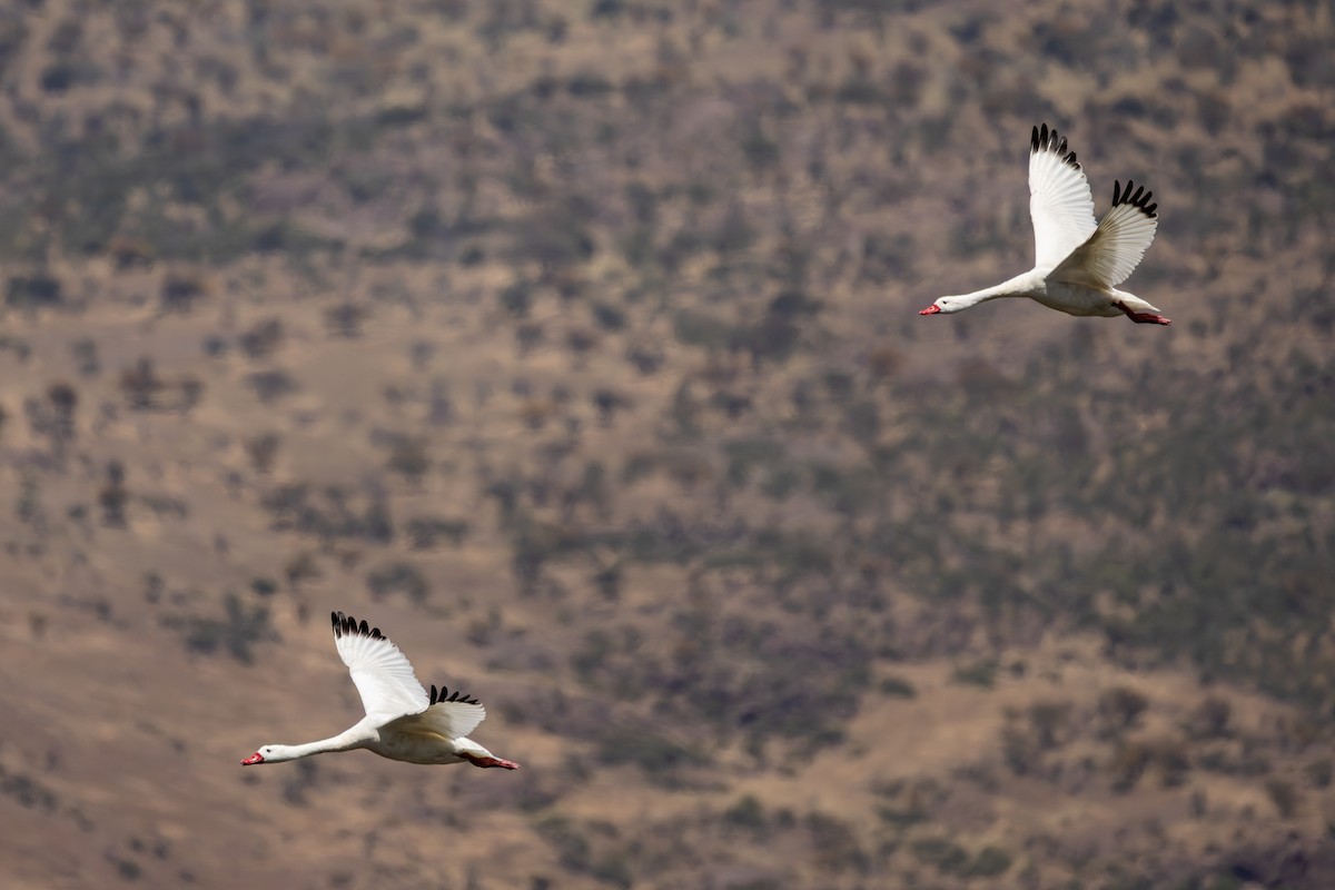 Coscoroba Swan - ML643397291