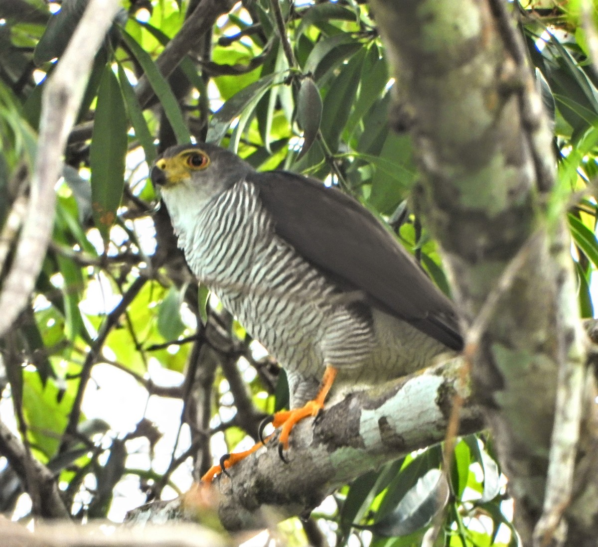 Ястреб-крошка - ML643397294