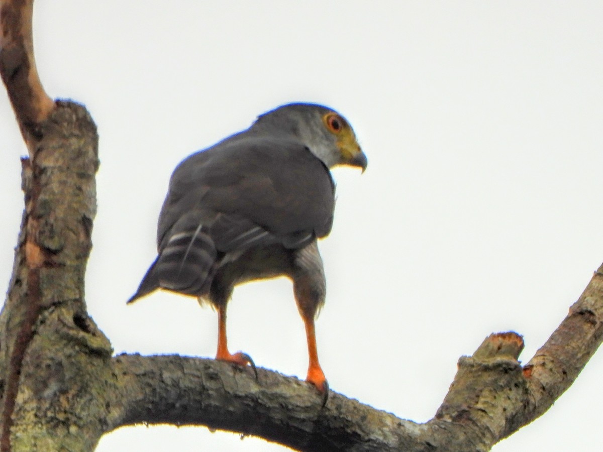 Ястреб-крошка - ML643397295